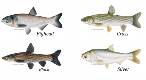Value Wild fresh river clean Silver Carp from US